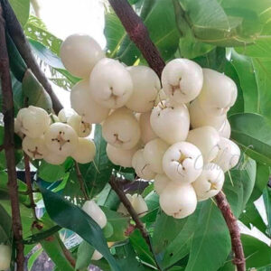 White Wax Apple —Milk White -- free shipping
