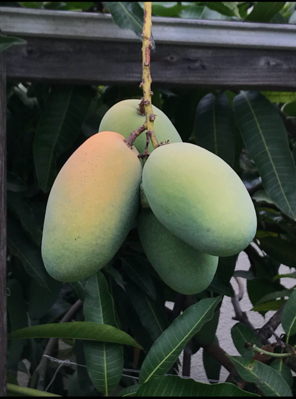 Taiwan Native Mango  (Polyembryonic seed )--- Good rootstock - Image 8