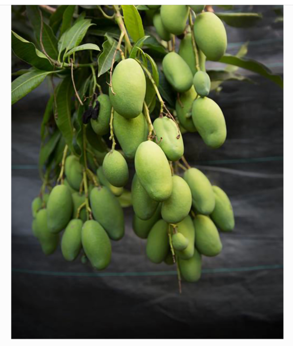 Taiwan Native Mango  (Polyembryonic seed )--- Good rootstock