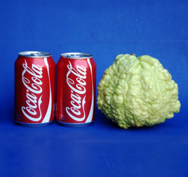 Giant Guava _World largest! - Image 2