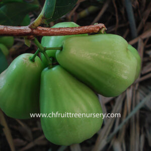 Green Diamond Wax Apple ( Thai Green wax Apple)free shipping