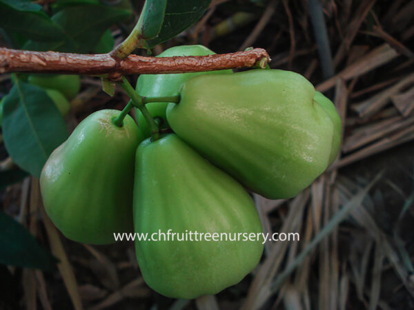 Green Diamond Wax Apple ( Thai Green wax Apple)free shipping