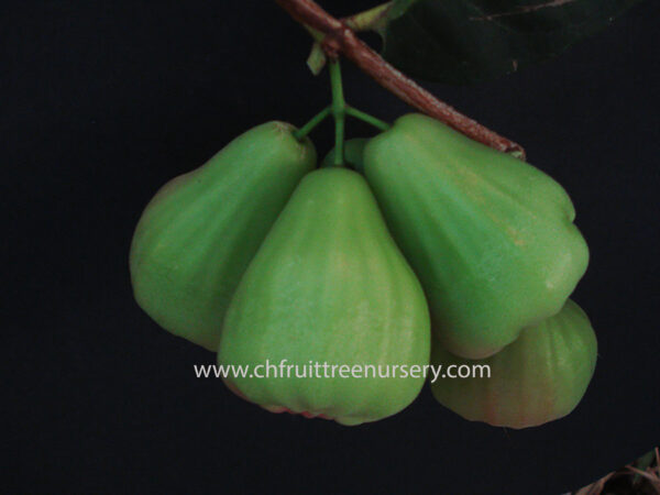 Green Diamond Wax Apple ( Thai Green wax Apple)free shipping - Image 2