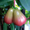 Perfume Wax Apple. free shipping - Image 7
