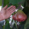 Perfume Wax Apple. free shipping - Image 5