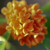 Orange Osmanthus Fragrans - Image 6