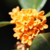 Orange Osmanthus Fragrans - Image 3