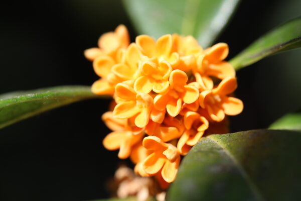 Orange Osmanthus Fragrans - Image 3
