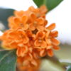 Orange Osmanthus Fragrans - Image 2