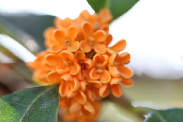 Orange Osmanthus Fragrans - Image 2