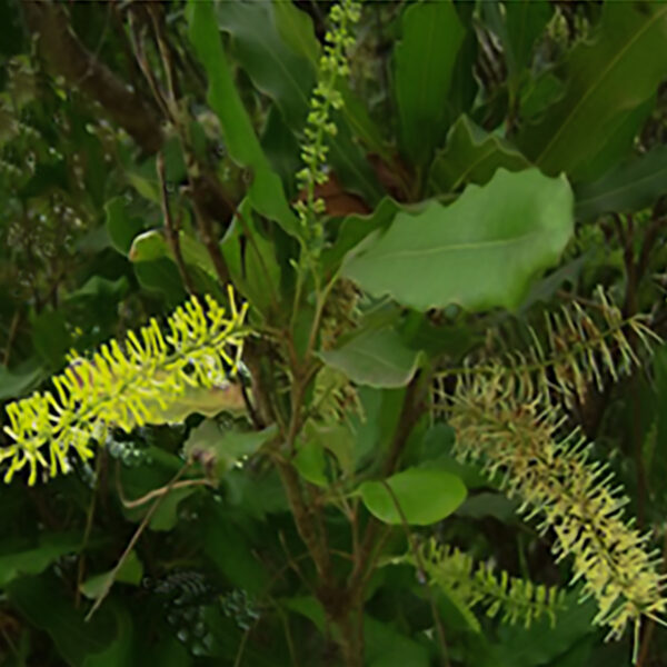 Hawaii Macadamia  ( air layer) free shipping - Image 3