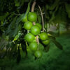 Hawaii Macadamia  ( air layer) free shipping - Image 2