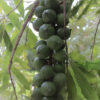 Hawaii Macadamia  ( air layer) free shipping - Image 5