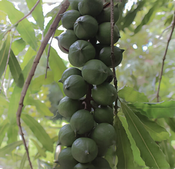 Hawaii Macadamia  ( air layer) free shipping - Image 5