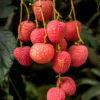 Emperor lychee ( largest of the lychee) - Image 7