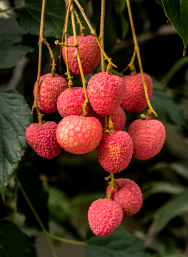 Sweet Heart Lychee - Image 4