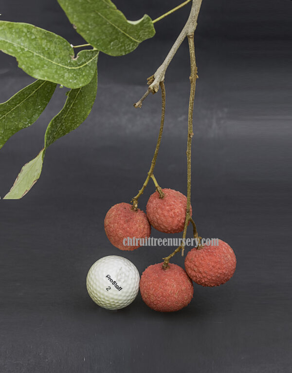 Emperor lychee ( largest of the lychee)