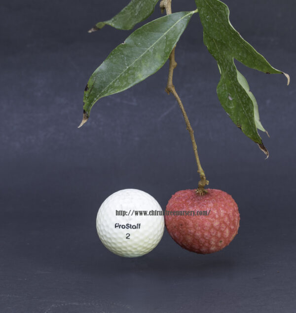 Emperor lychee ( largest of the lychee) - Image 3