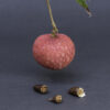 Emperor lychee ( largest of the lychee) - Image 5