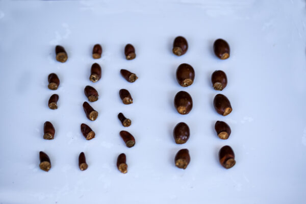 Emperor lychee ( largest of the lychee) - Image 8