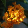 Orange Osmanthus Fragrans - Image 5
