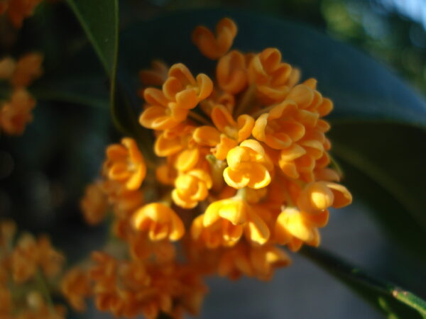 Orange Osmanthus Fragrans - Image 5