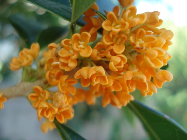 Orange Osmanthus Fragrans