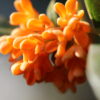 Orange Osmanthus Fragrans - Image 4