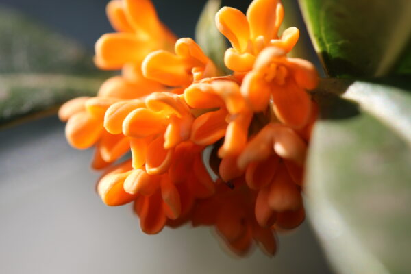 Orange Osmanthus Fragrans - Image 4