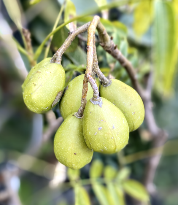 June Plum