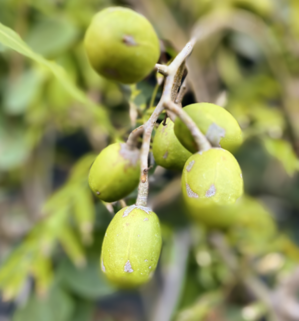 June Plum - Image 2