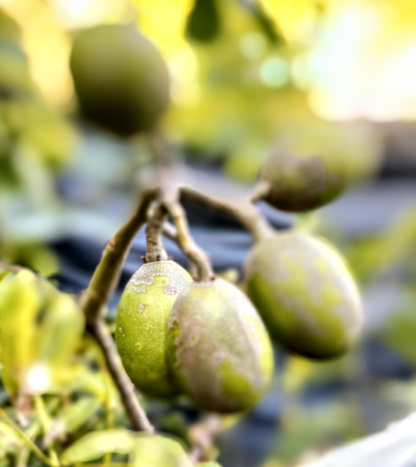 June Plum - Image 3