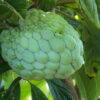 Atemoya  Geffner  (grafted) free shipping - Image 2