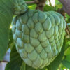 Atemoya  Geffner  (grafted) free shipping
