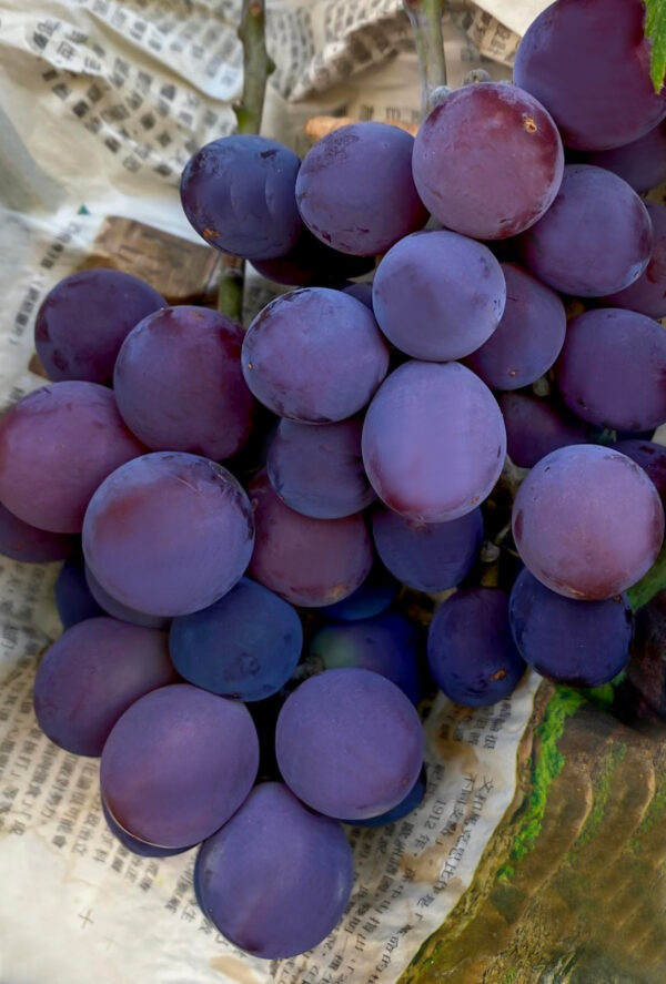 Vitis labruscana vines "Kyoho"    free shipping - Image 7