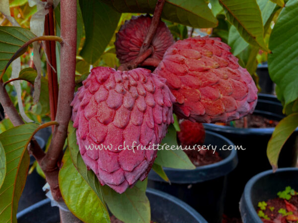 Red Geffner Atemoya. free shipping - Image 8
