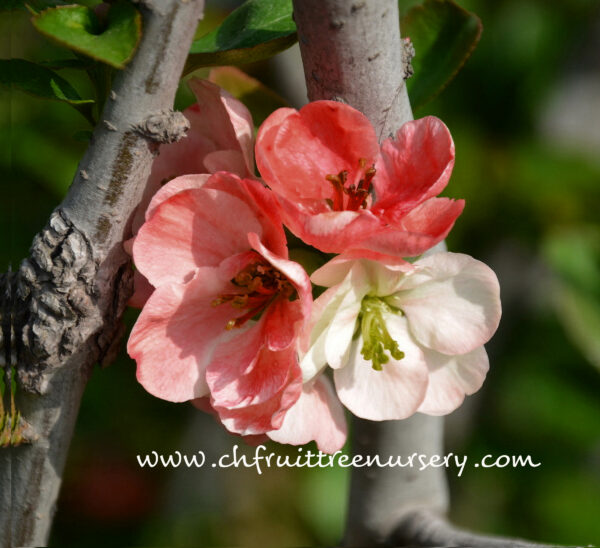 'Toyo Nishiki ' Japanese Flowering Quince