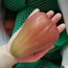Perfume Wax Apple. free shipping - Image 4