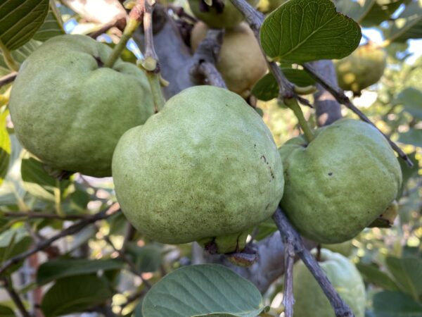 Taiwan Seedless Guava (Apple guava) Limited production . free shipping - Image 10