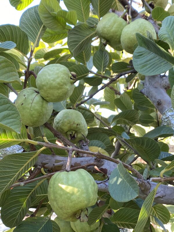 Taiwan Seedless Guava (Apple guava) Limited production . free shipping - Image 9