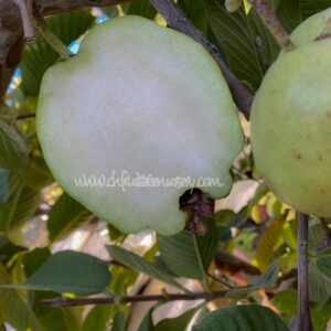 Taiwan Seedless Guava (Apple guava) Limited production . free shipping