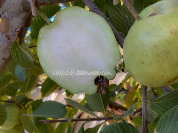 Taiwan Seedless Guava (Apple guava) Limited production . free shipping