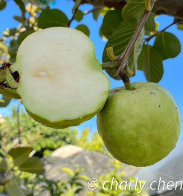 Taiwan Seedless Guava (Apple guava) Limited production . free shipping - Image 7