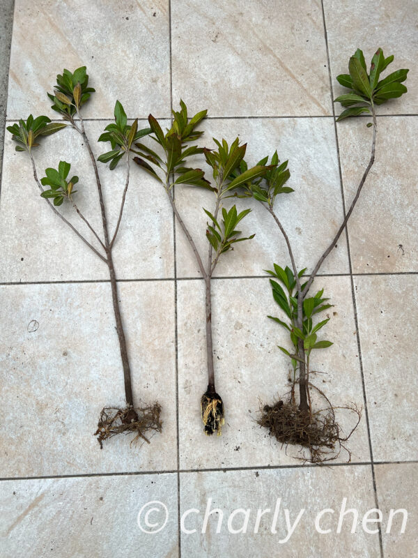 lúcuma (Pouteria lucuma) - Image 6