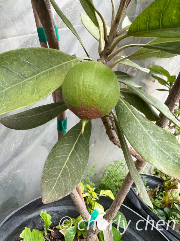lúcuma (Pouteria lucuma) - Image 5