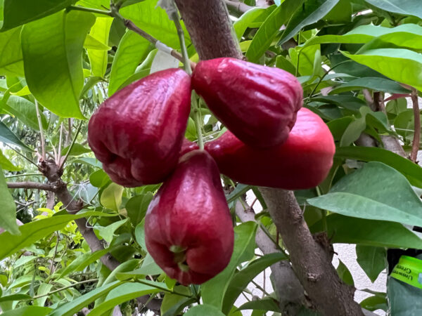 Black gold  jambu <<< free shipping >>> - Image 3