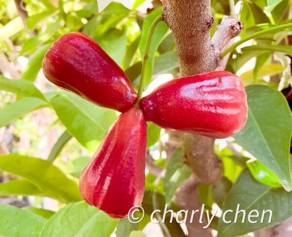 Black gold  jambu <<< free shipping >>> - Image 4