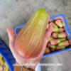 Perfume Wax Apple. free shipping - Image 3