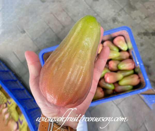 Perfume Wax Apple. free shipping - Image 3