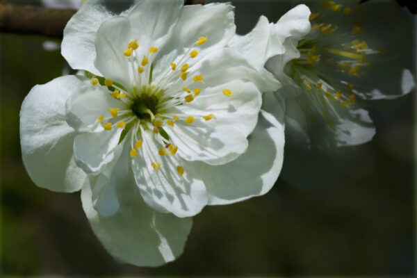 Plum Blossom  (White) - Image 3